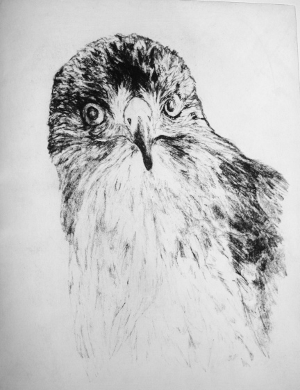 Hawk gravure from drawing